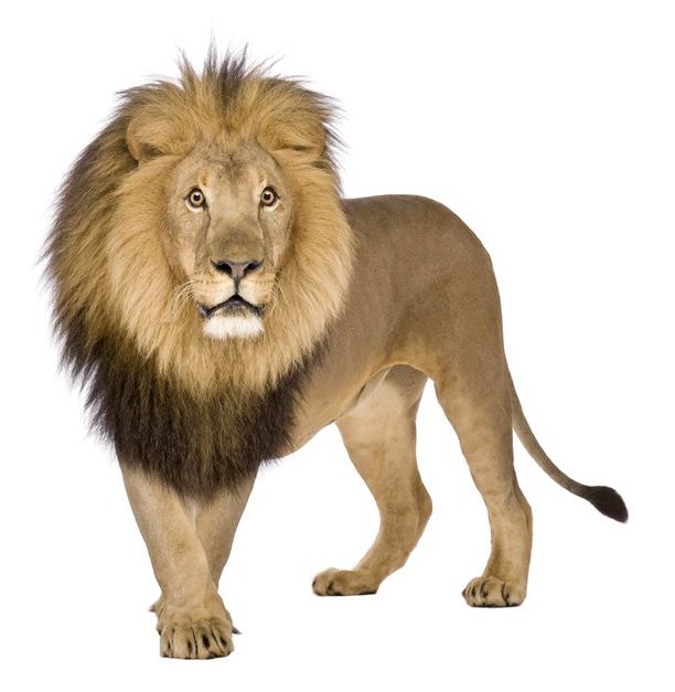 wildNET lion server